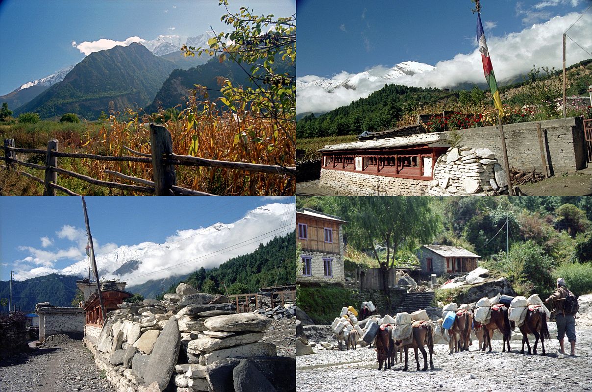 308 Nilgiri From Larjung, Prayer Wheels At Larjung And After Larjung, Donkey Train Near Kalopani UL Nilgiri Central (6940m) and Nilgiri South (6839m) across from Larjung.  UR By the time I got to Khobang's twin-village of Larjung (2560m) the clouds totally covered Dhaulagiri. The Sherpas took us by way of Larjung, no doubt so that they could spin the prayer-wheels (Maurice Herzog, Annapurna). LL At the bend in the river between Larjung (2560m) and Kalopani (2530m) is the deepest gorge in the world. Annapurna I (8091m) and Dhaulagiri (8167m) are 35km apart on either side of the valley, while the bottom of the valley is at 2540m. LR: Donkey trains are a common feature on the west side of the Annapurna region and are used to ferry goods between the remote mountain villages.